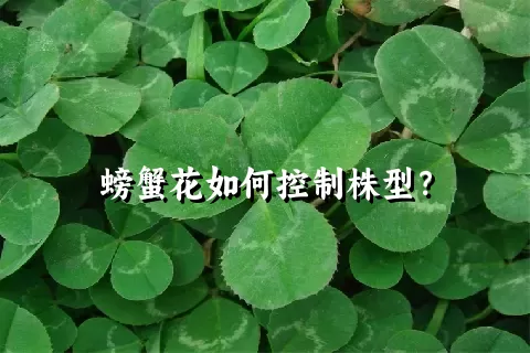 螃蟹花如何控制株型？