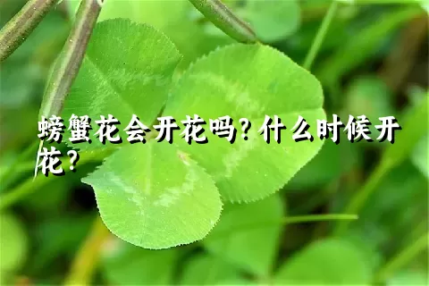 螃蟹花会开花吗？什么时候开花？