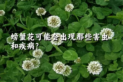 螃蟹花可能会出现那些害虫和疾病？