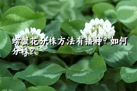 螃蟹花分株方法有播种？如何分株？