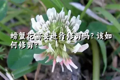 螃蟹花需要进行修剪吗？该如何修剪？