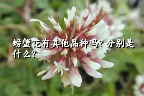 螃蟹花有其他品种吗？分别是什么？