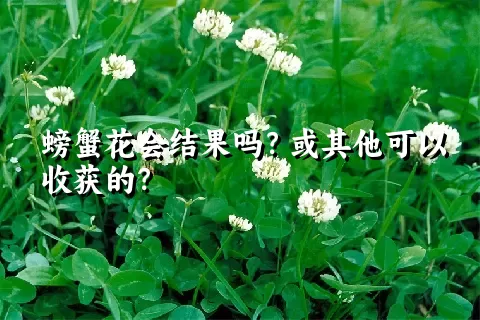 螃蟹花会结果吗？或其他可以收获的？