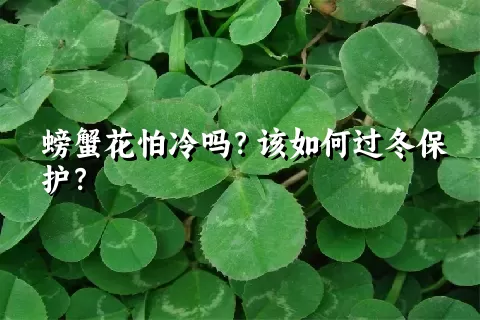 螃蟹花怕冷吗？该如何过冬保护？