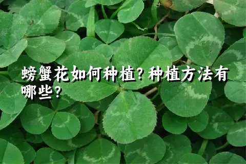 螃蟹花如何种植？种植方法有哪些？