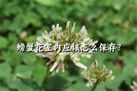 螃蟹花室内应该怎么保存？