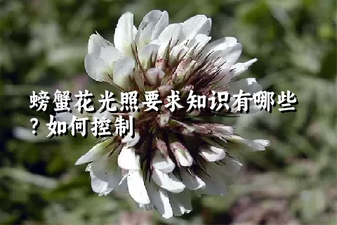 螃蟹花光照要求知识有哪些？如何控制