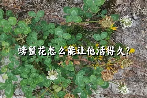 螃蟹花怎么能让他活得久？