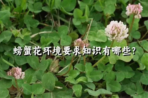 螃蟹花环境要求知识有哪些？