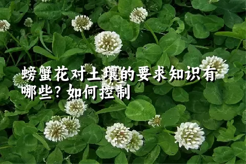 螃蟹花对土壤的要求知识有哪些？如何控制