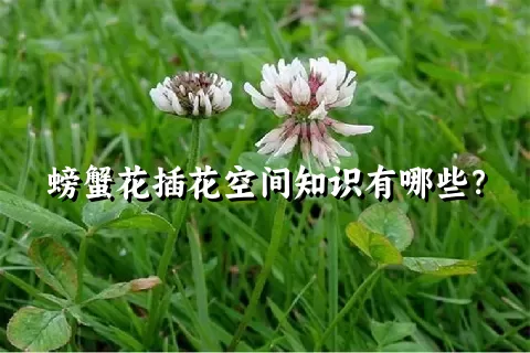 螃蟹花插花空间知识有哪些？