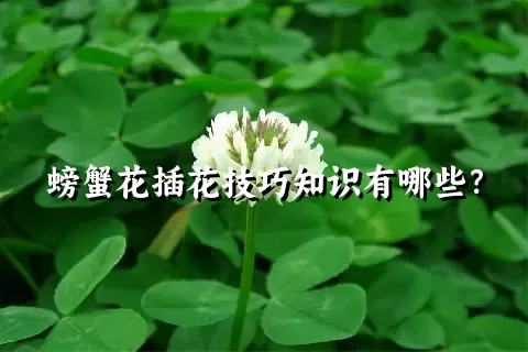 螃蟹花插花技巧知识有哪些？