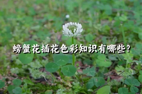 螃蟹花插花色彩知识有哪些？