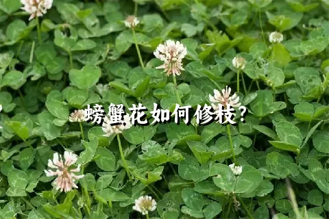 螃蟹花如何修枝？