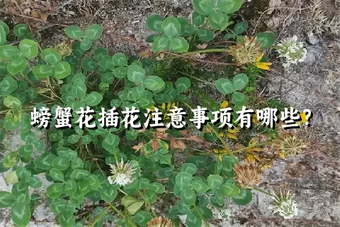 螃蟹花插花注意事项有哪些？