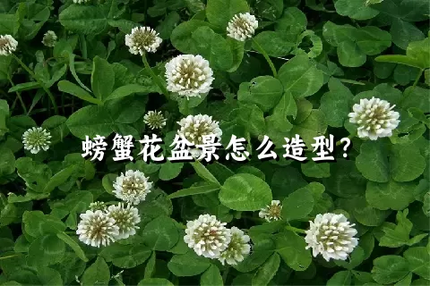 螃蟹花盆景怎么造型？