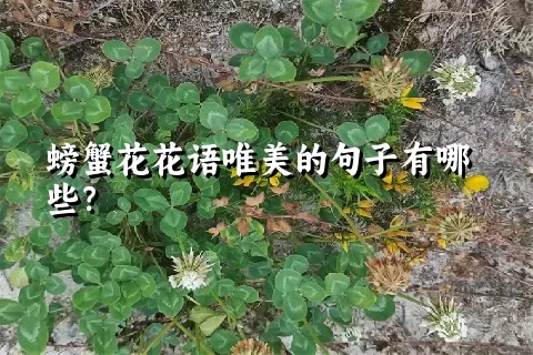 螃蟹花花语唯美的句子有哪些？