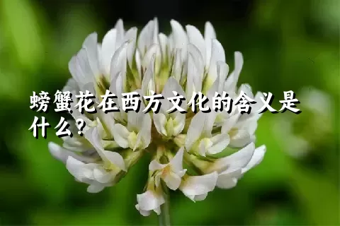 螃蟹花在西方文化的含义是什么？