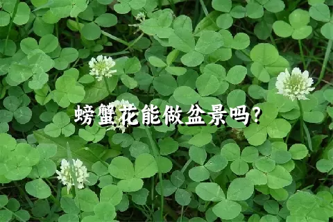 螃蟹花能做盆景吗？