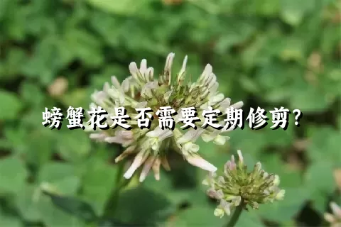 螃蟹花是否需要定期修剪？