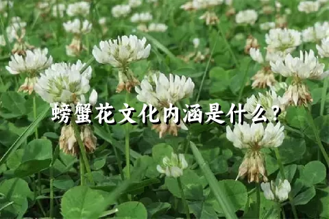 螃蟹花文化内涵是什么？