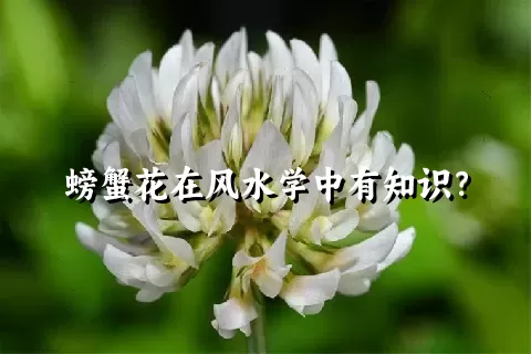 螃蟹花在风水学中有知识？