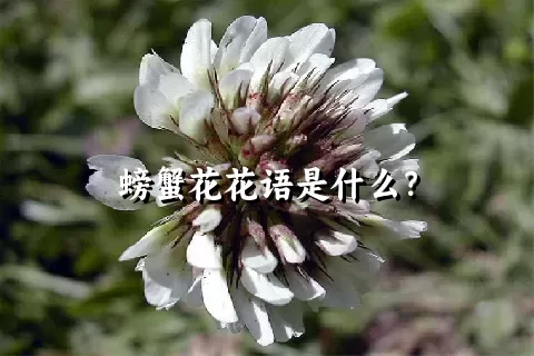 螃蟹花花语是什么？