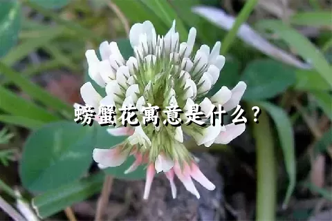 螃蟹花寓意是什么？