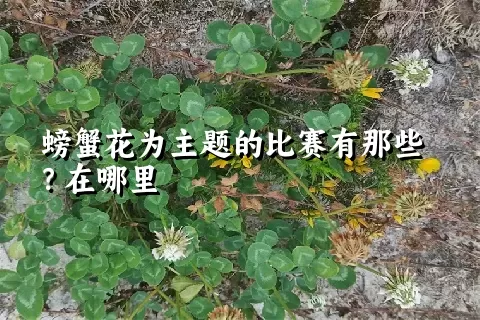 螃蟹花为主题的比赛有那些？在哪里