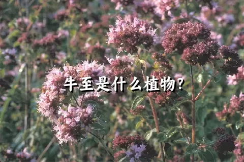 牛至是什么植物？