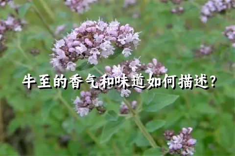 牛至的香气和味道如何描述？