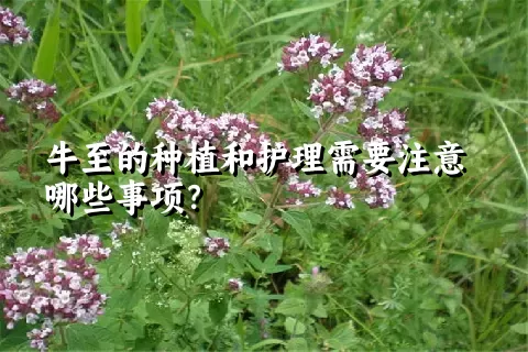 牛至的种植和护理需要注意哪些事项？