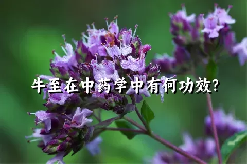 牛至在中药学中有何功效？