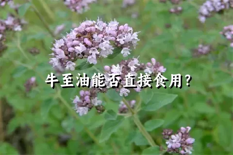 牛至油能否直接食用？