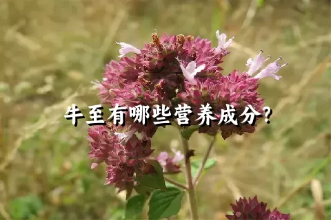 牛至有哪些营养成分？