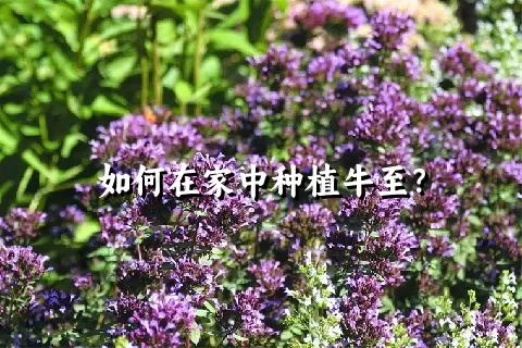 如何在家中种植牛至？