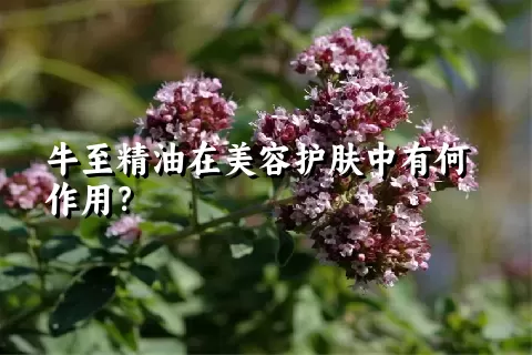 牛至精油在美容护肤中有何作用？