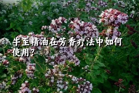 牛至精油在芳香疗法中如何使用？