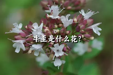 牛至是什么花？