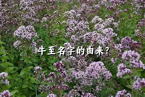 牛至名字的由来？