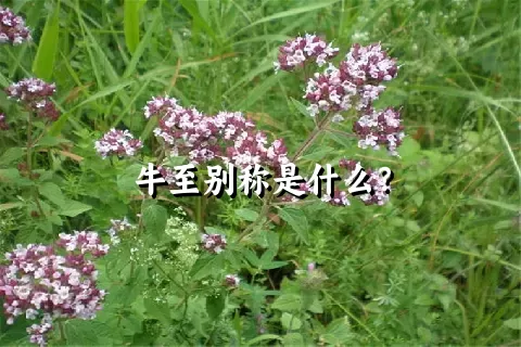 牛至别称是什么？