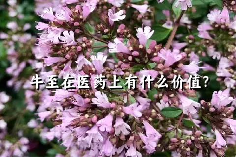 牛至在医药上有什么价值？