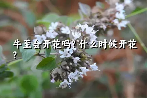 牛至会开花吗？什么时候开花？