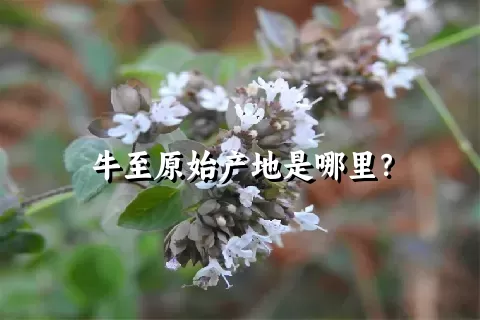 牛至原始产地是哪里？