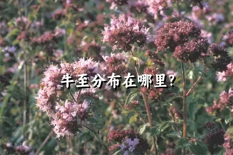 牛至分布在哪里?