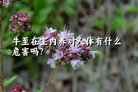 牛至在室内养对人体有什么危害吗？