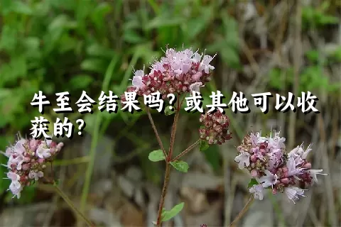 牛至会结果吗？或其他可以收获的？