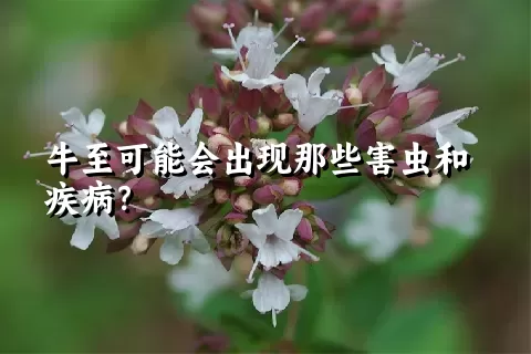 牛至可能会出现那些害虫和疾病？