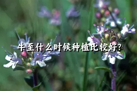 牛至什么时候种植比较好？