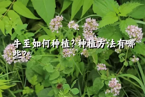 牛至如何种植？种植方法有哪些？